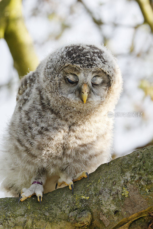 乌拉尔猫头鹰(Strix uralensis)睡觉的小鸟